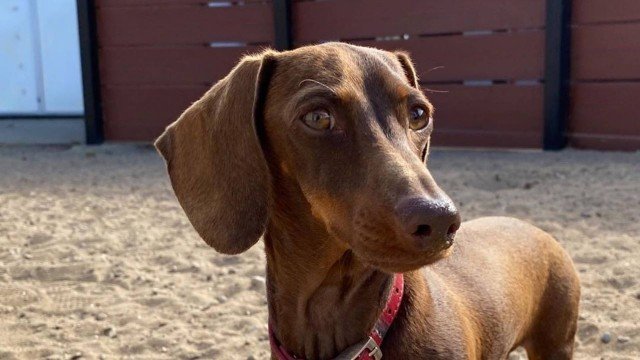 Pip precisou aguardar cinco meses e viajar mais de 10 mil km para reencontrar família